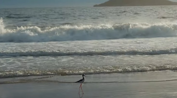 Guia Completo para Explorar a Praia dos Ingleses