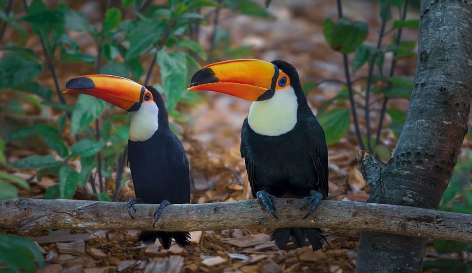 Quatro Barras Conheça a História, Turismo, pássaro tucano.